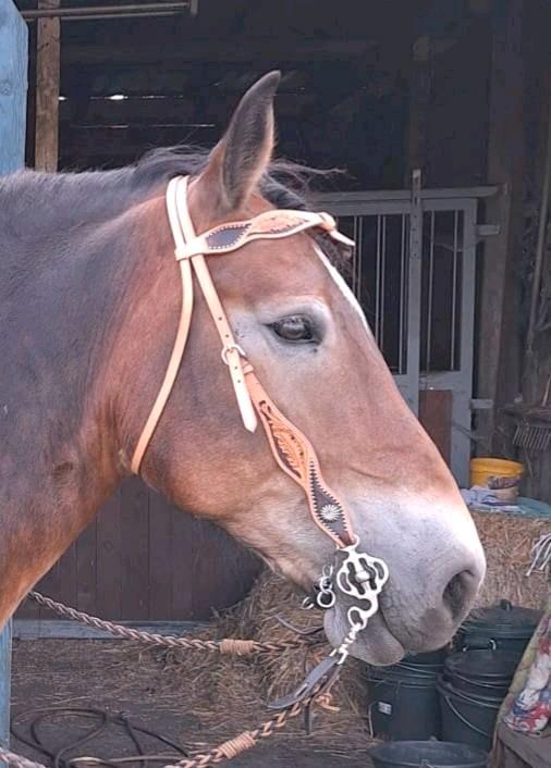 Kaltblut Show Westerntrense Eichlaub, Dots, dreifarbig – Bild 11