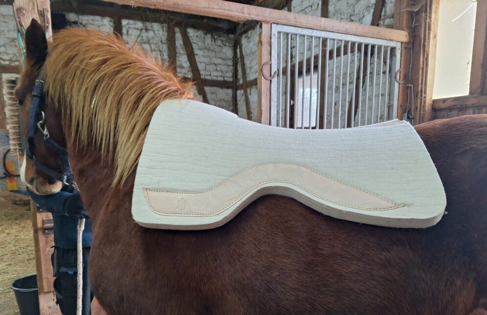 PR Westernpad Filzpad Kaltblut Spezial 3cm dick Wollweiß – Bild 12