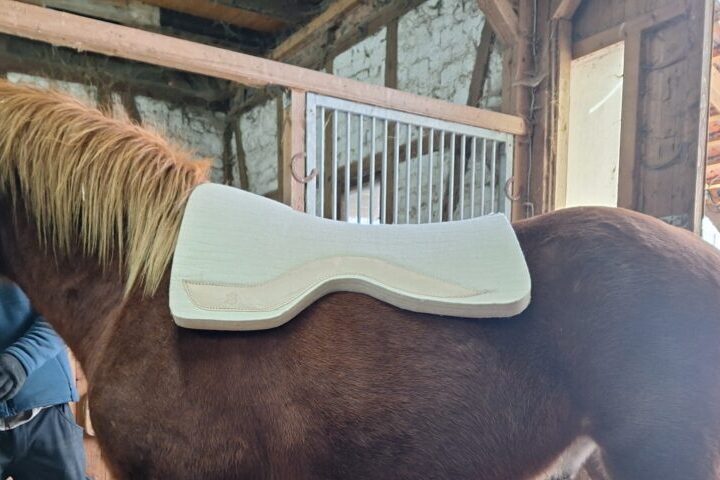 PR Westernpad Filzpad Kaltblut Spezial 3cm dick Wollweiß – Bild 8